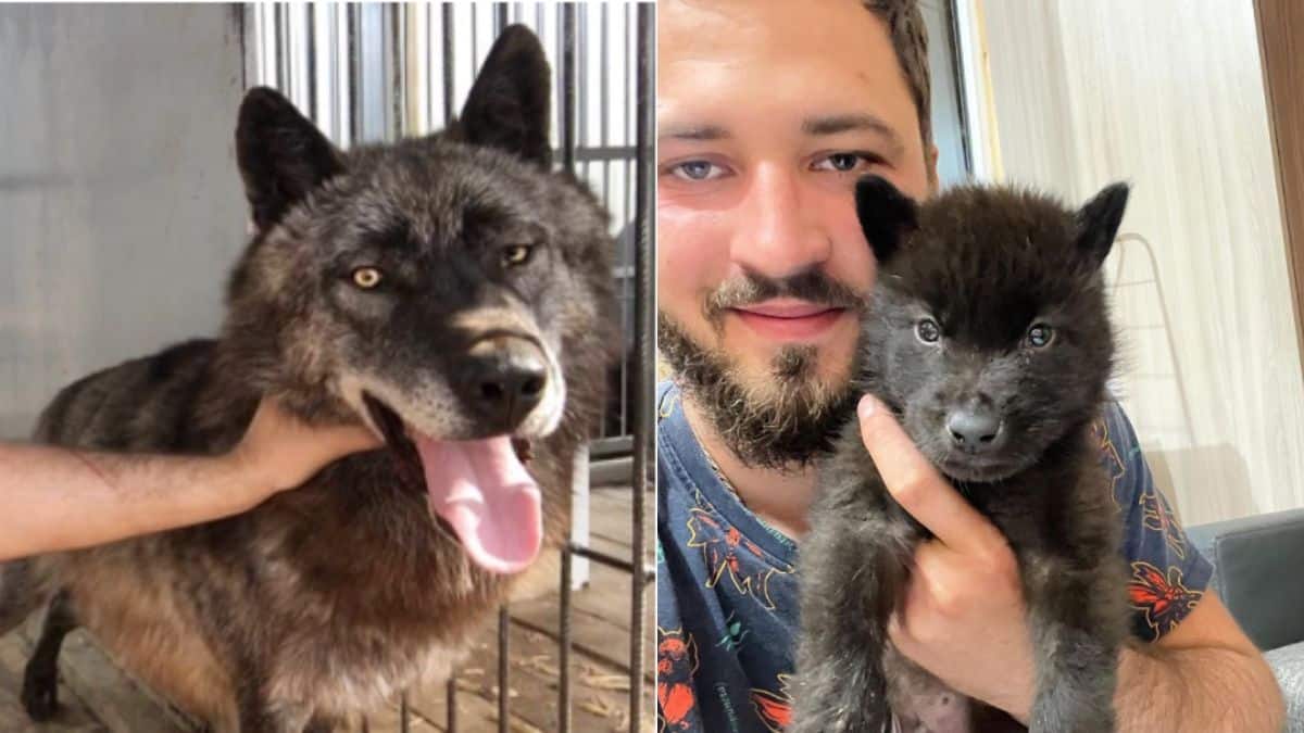 Ele escolheu ter um lobo de estimação!