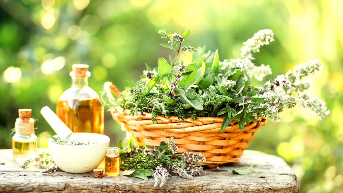 Por que muitos estão usando plantas medicinais?