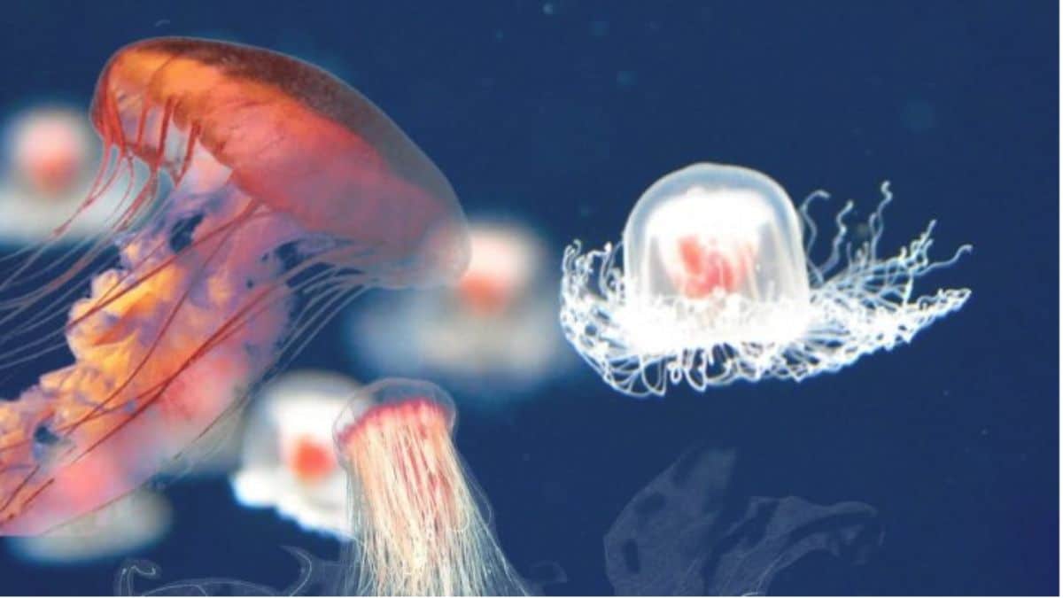 É possível viver para sempre?