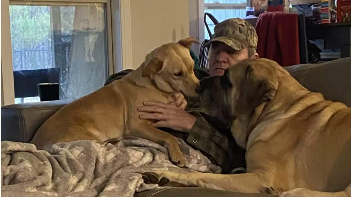 Por que esses cães esperam o dia todo por um abraço desse homem?
