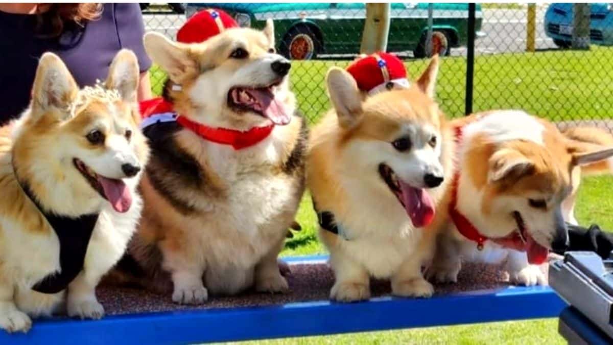 Cães preferido da Rainha, põe trajes reais para homenageá-la.