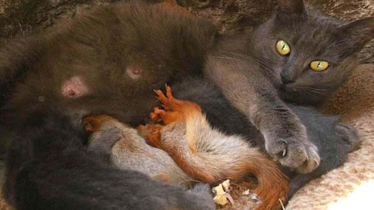 Quando uma gata adota esquilos!