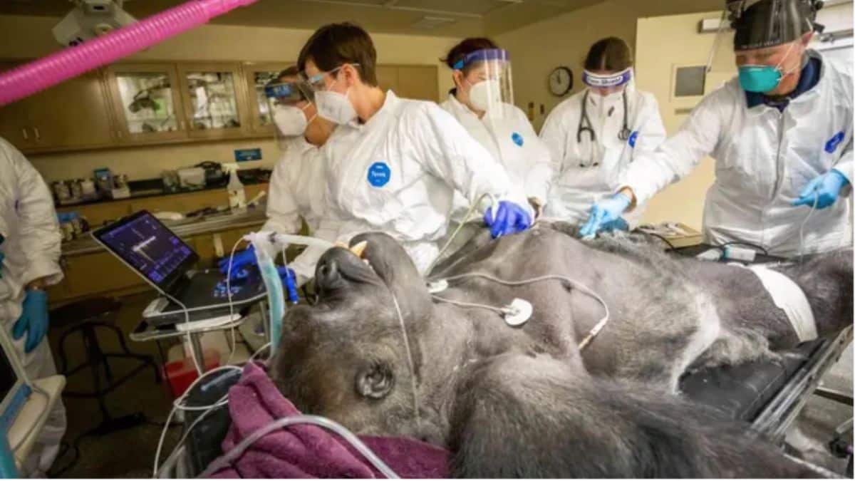 Gorila segura a mão de enfermeira enquanto passa por exame de saúde￼