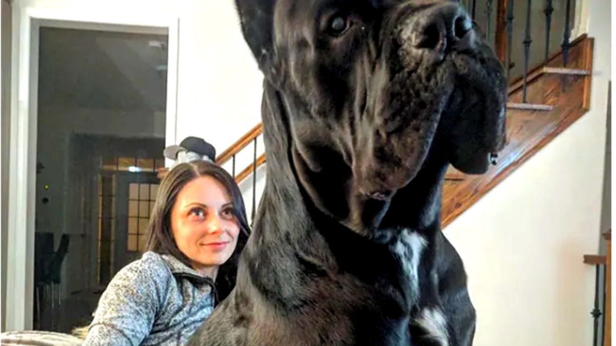 Cachorros incrivelmente gigantes!!!