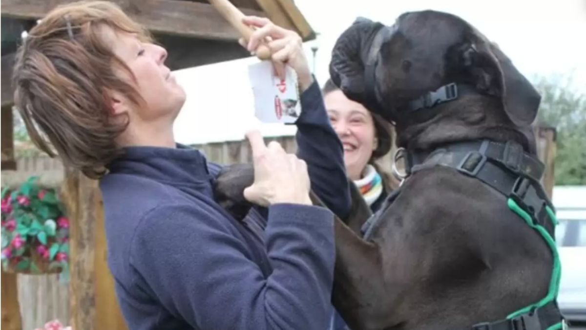 Esse cão teve dificuldades de achar um lar por ser enorme!