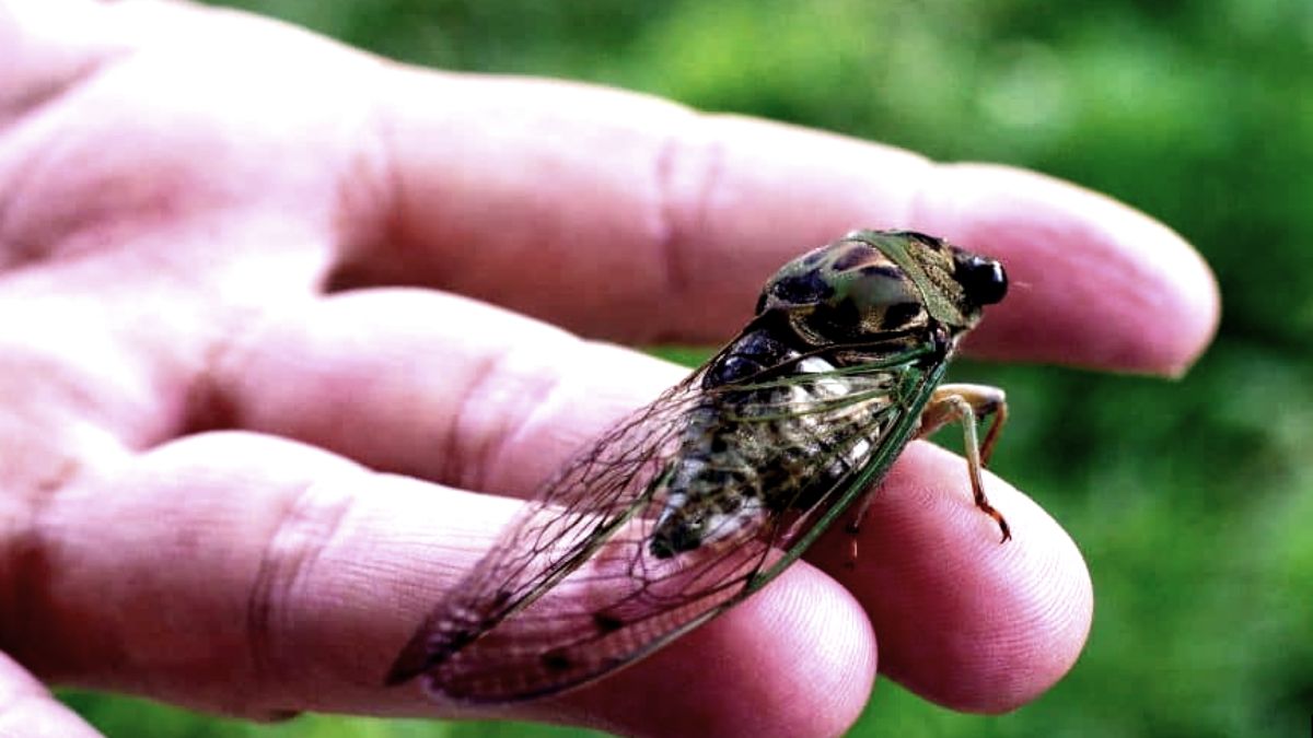 Curiosidades que você nunca imaginou sobre as cigarras￼