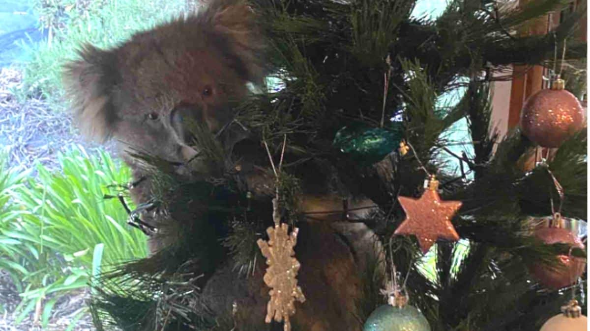 Família encontra Koala na árvore de Natal!
