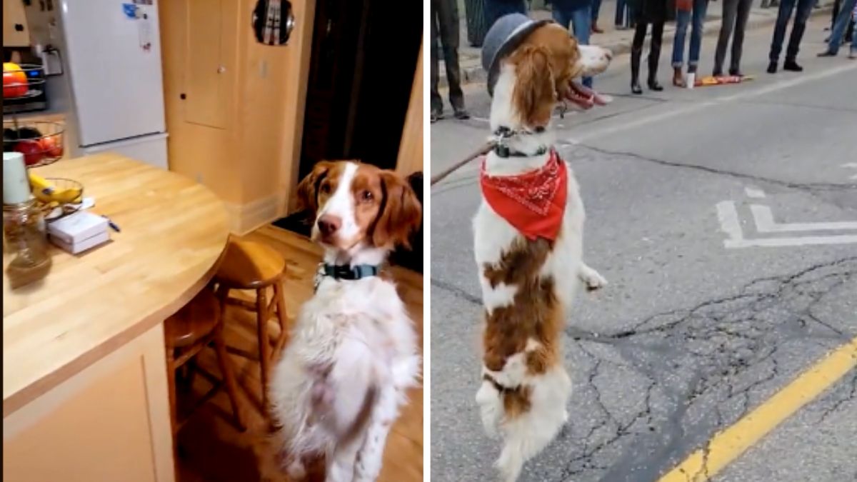 Cachorro que anda sobre duas patas mostra como a natureza é incrível