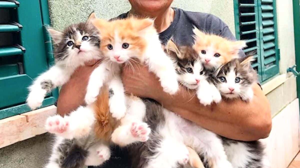 Você gosta de gatos? Então cuidado! Cenas fortíssimas.