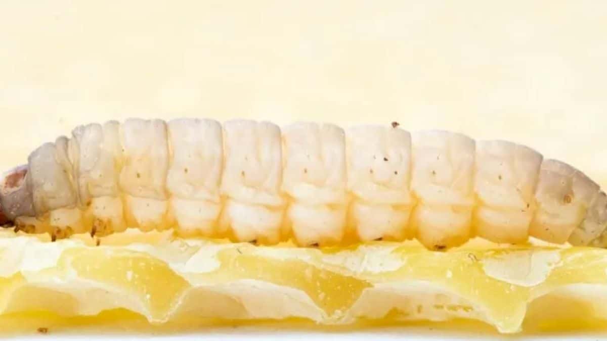 Conheça o inseto que recicla sacolas plásticas.￼￼