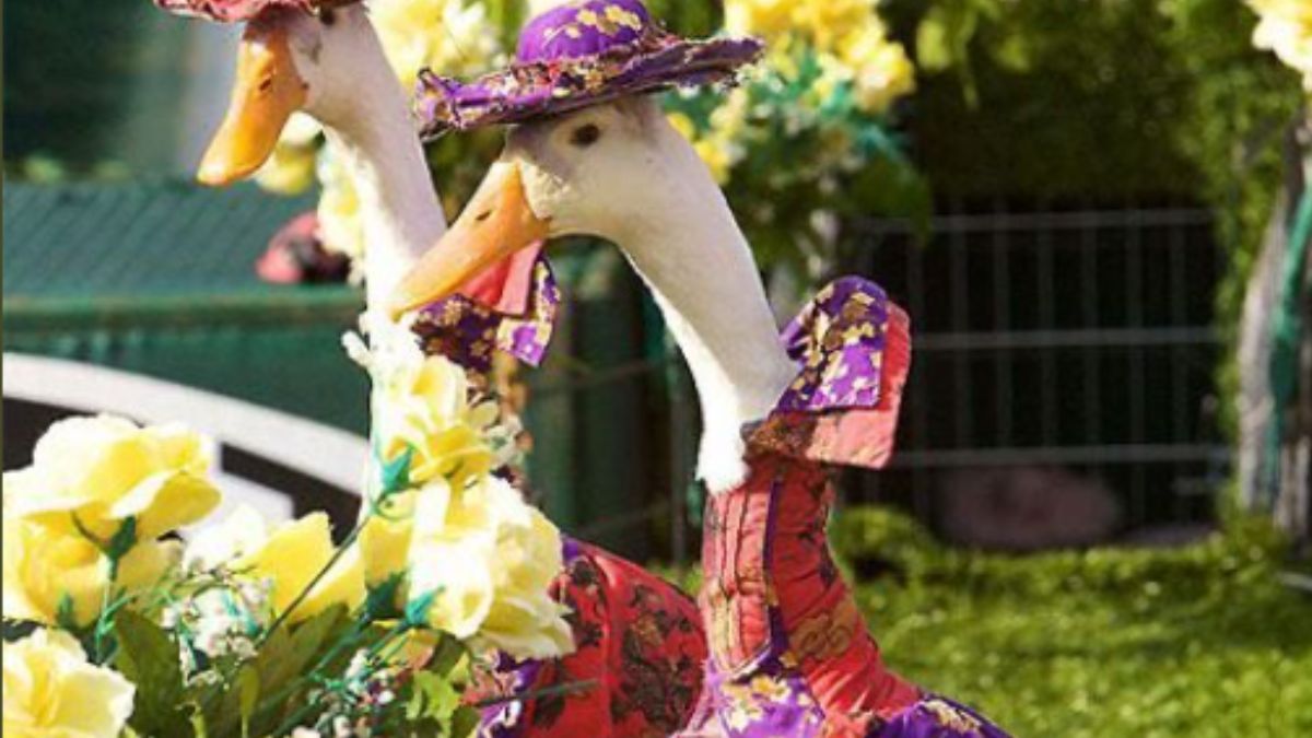 E agora com vocês: Patos na passarela! É isso mesmo que você leu.