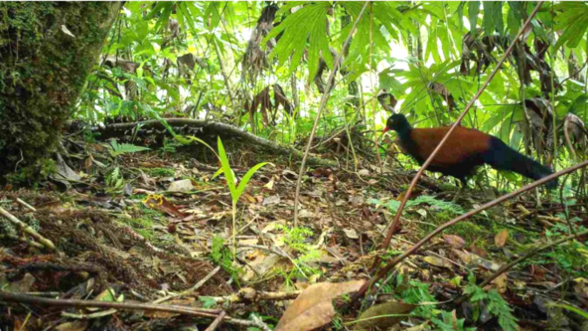 Faisão-pombo-preto, é redescoberto.  Ficou perdido por 140 anos.