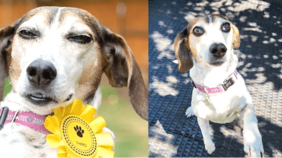Cachorro foge de casa, participa de concurso e volta com medalha.