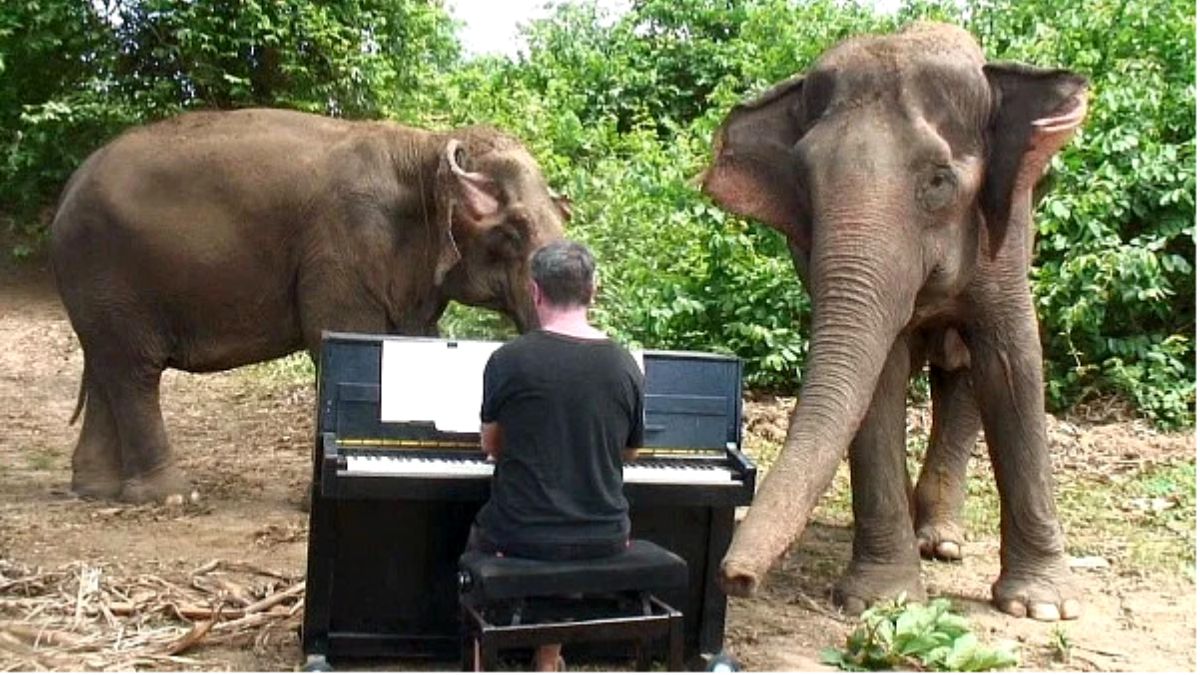 Música para elefantes. Incrível!