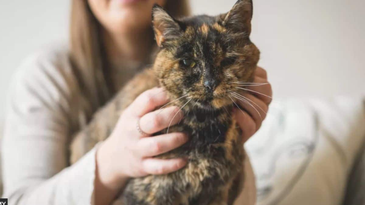 Conheça a gata mais velha do mundo. É oficial.