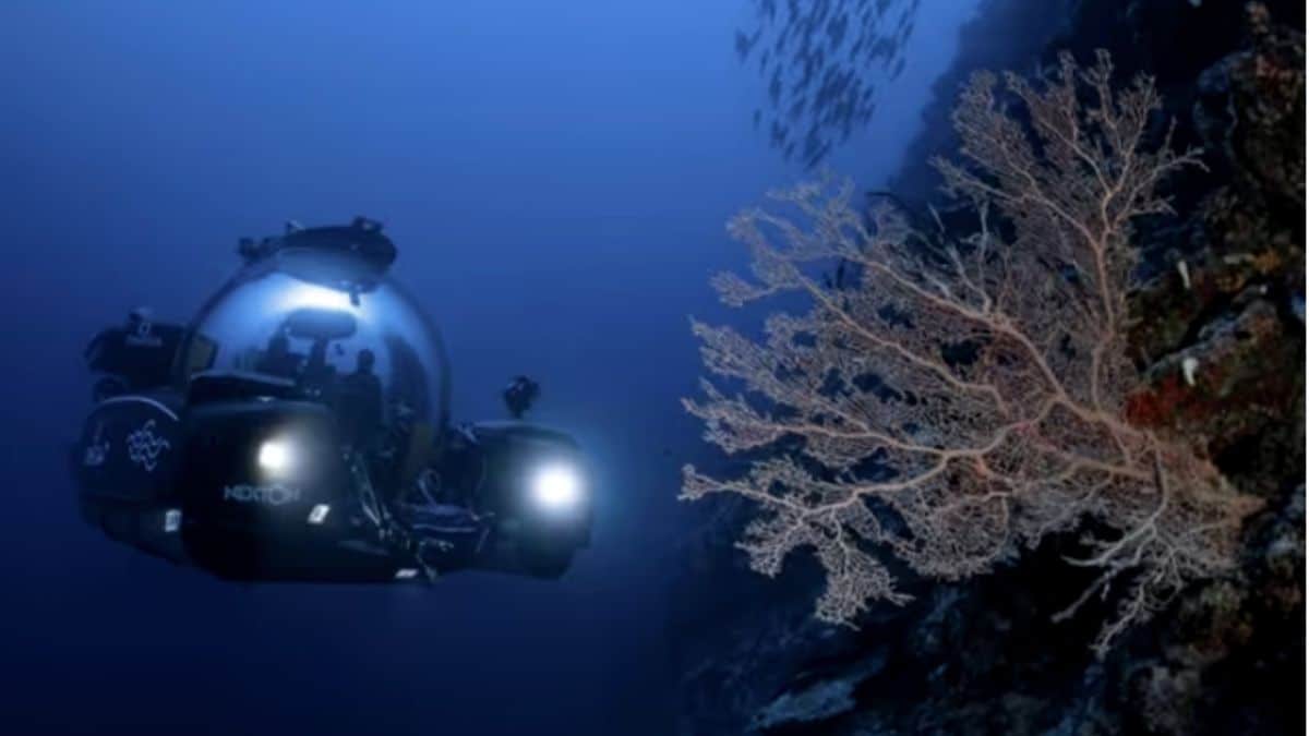 Paraíso no fundo do mar é descoberto nas Maldivas
