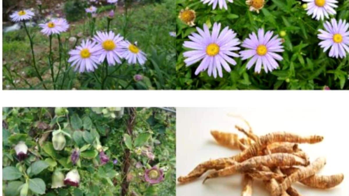 Descoberta: planta nativa da Coreia do sul contem antivirais