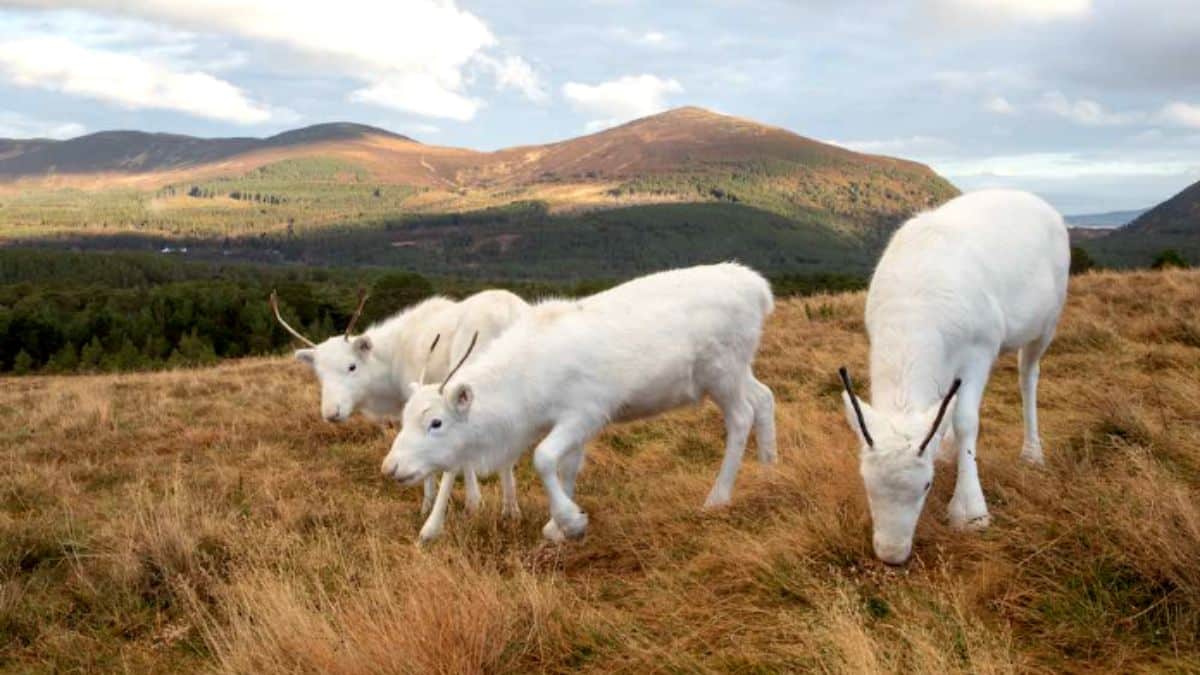 Você já viu uma Rena? No Reino Unido, um rebanho se prepara para o Natal.
