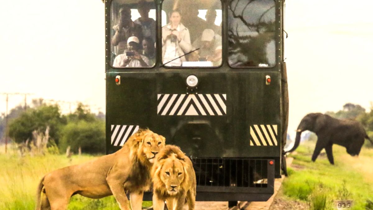 O impressionante trem de safári de 80 km do Zimbábue