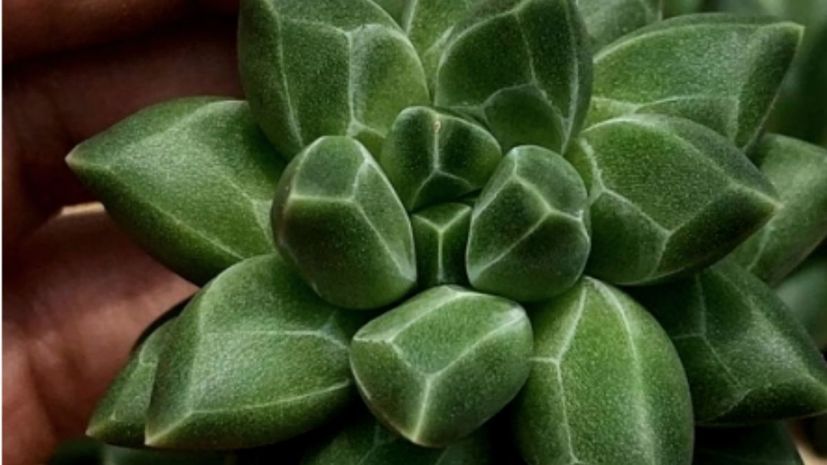 Você já conhece a suculenta diamante?