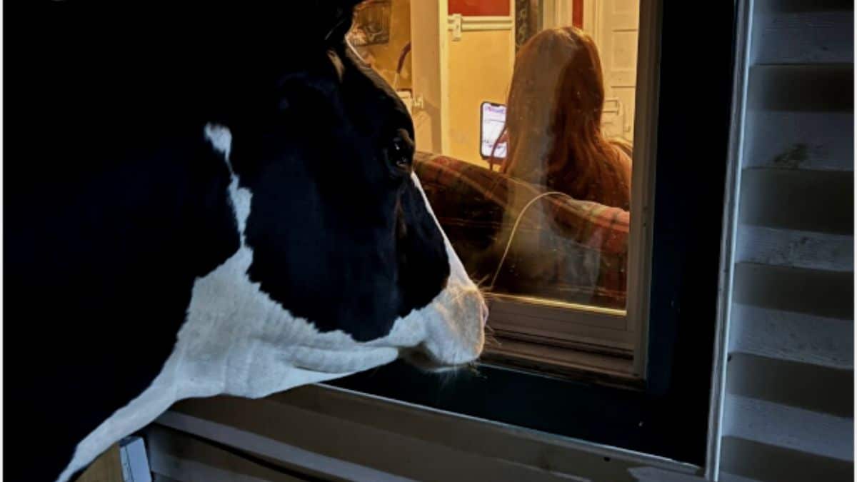 O Bicho vai pegar! Conheça a Vaca Jenna.