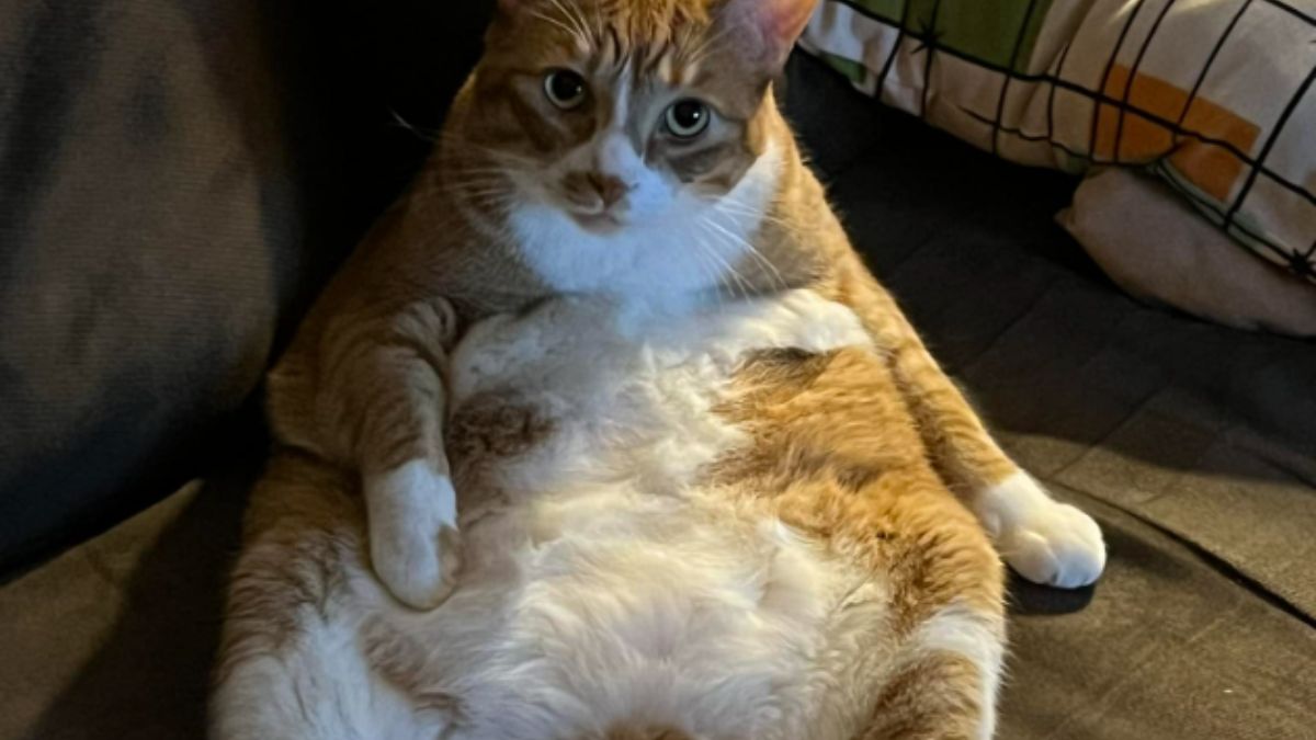 Os gatos resolveram tirar férias