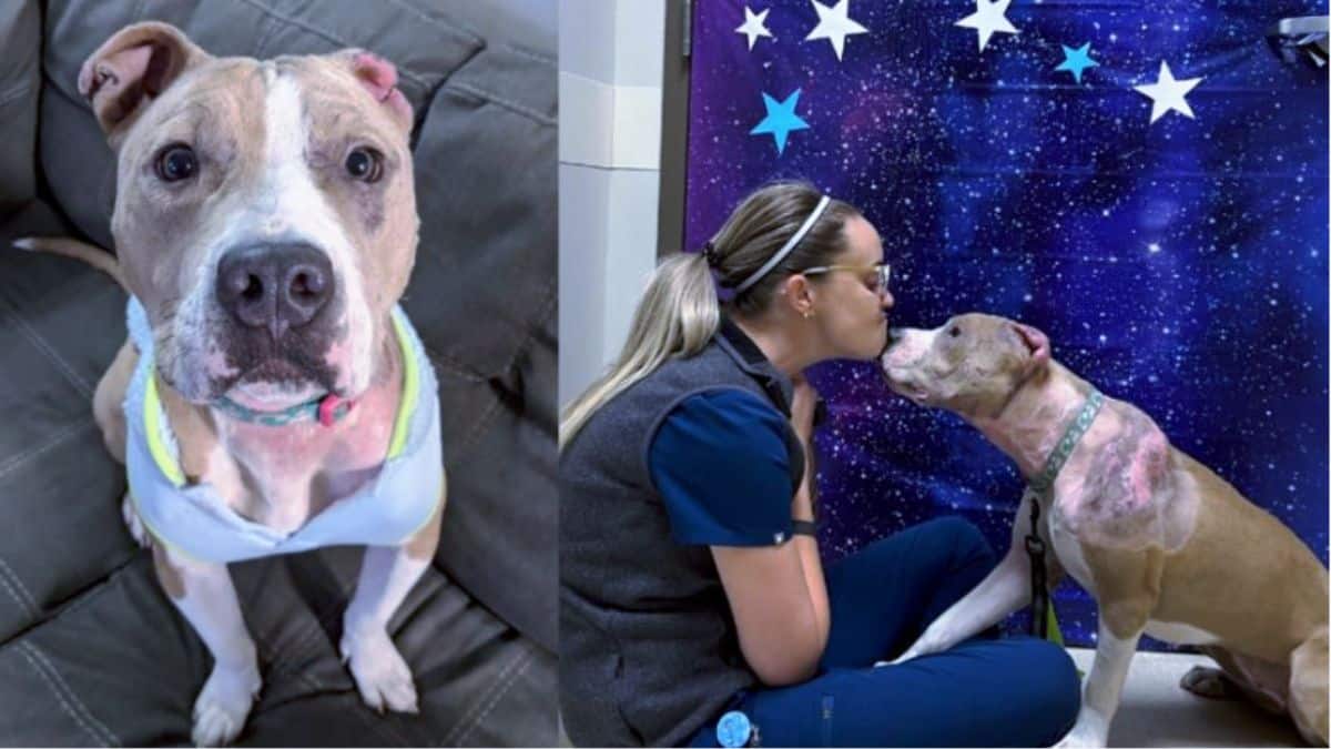 Gemma, a cadela queimada que encontrou um lar no natal! Parece filme.