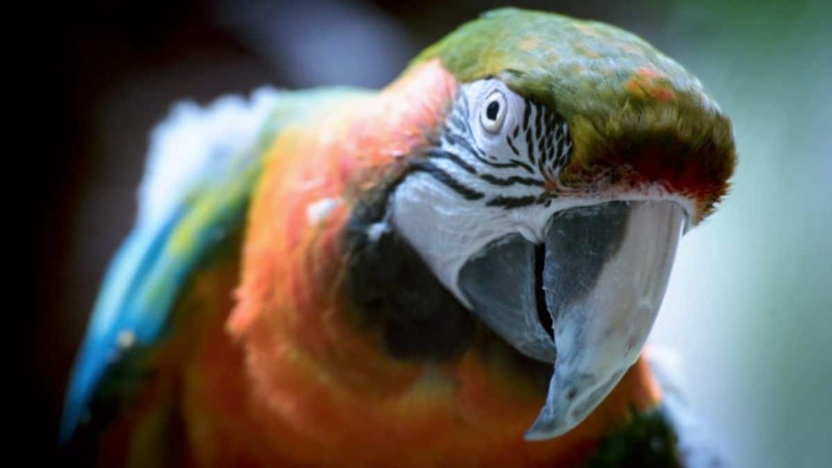 Nova pesquisa revela até que ponto os papagaios podem falar.