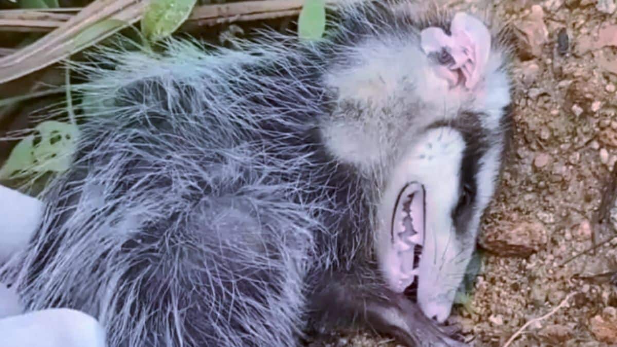 Gambá, morre, ressuscita e volta para a natureza!