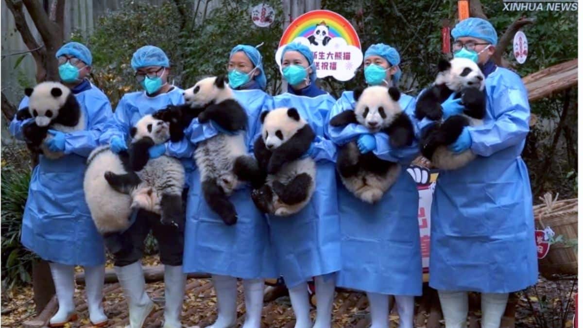 E se você estivesse em um Playground com 12 filhotes de panda?