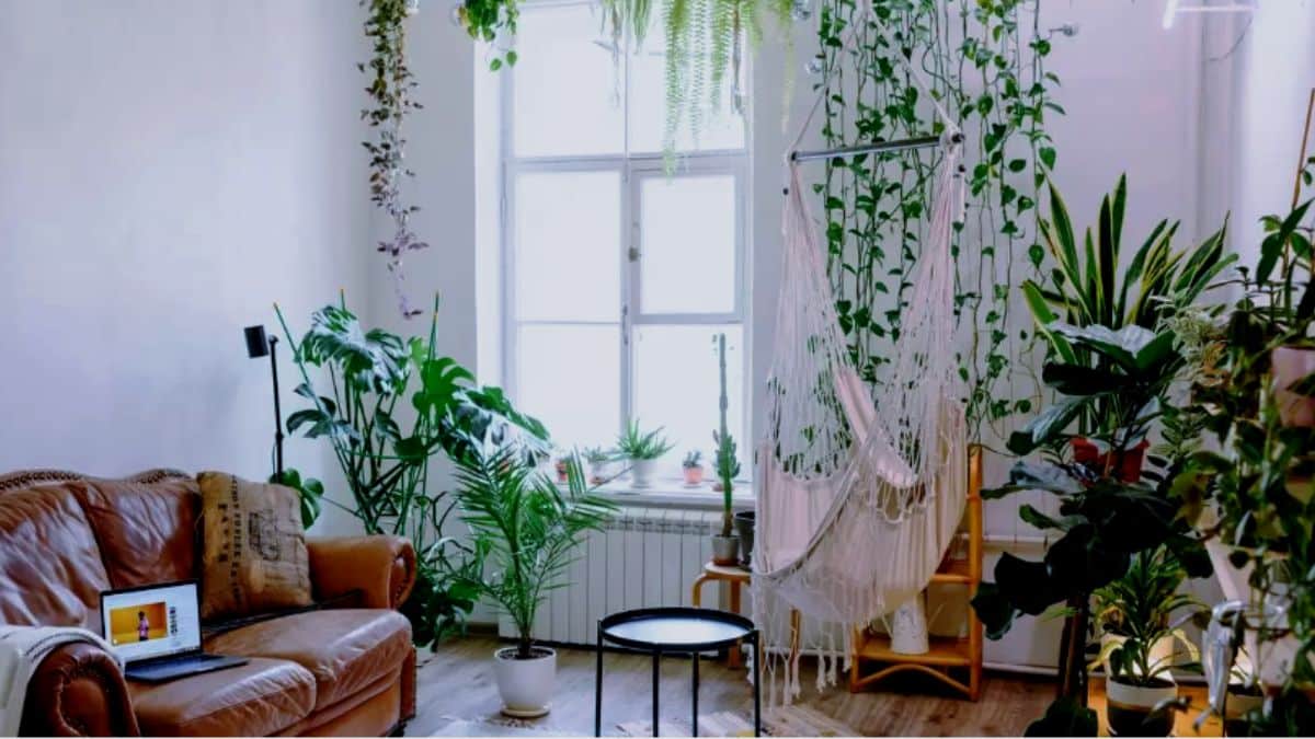 Conheça as plantas que purificam o ar da sua casa!