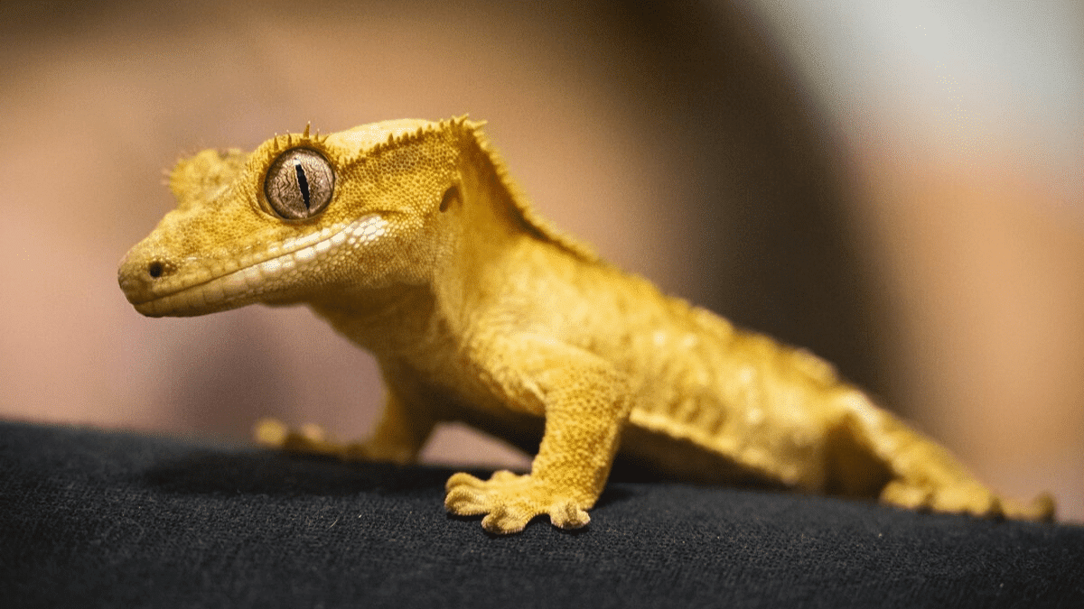 Como os lagartos podem levar a tratamento de artrite.