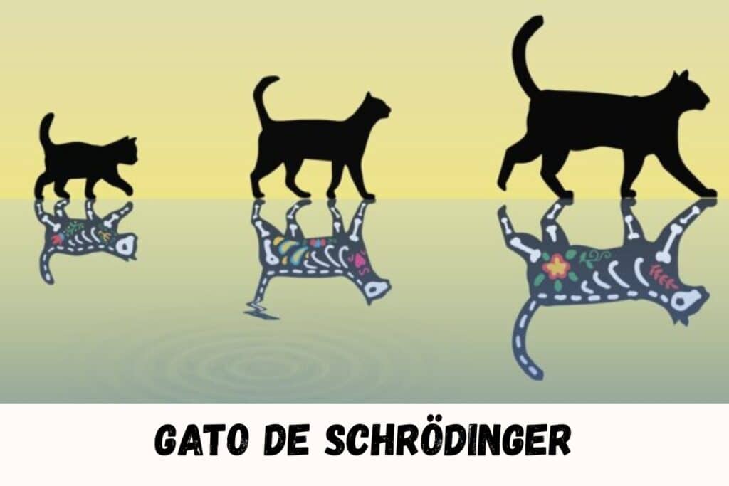 gato