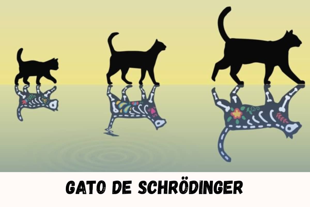 gato