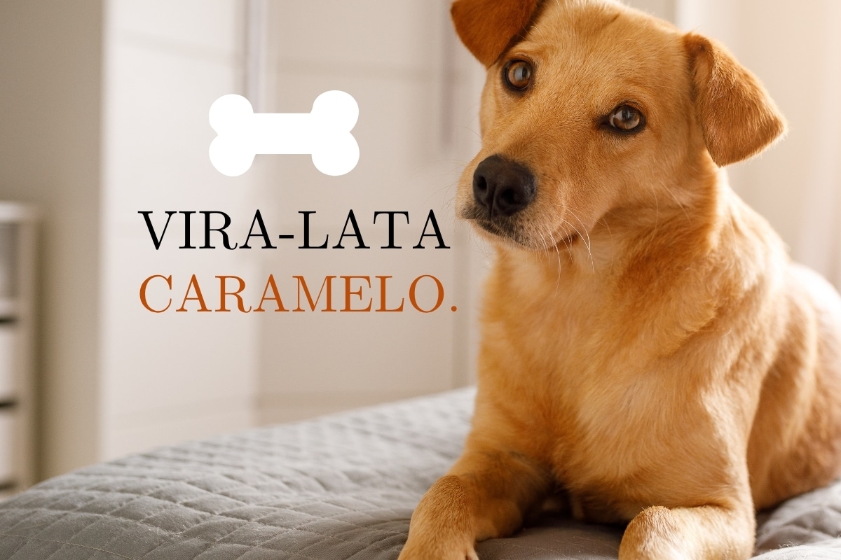 Vira-lata caramelo: o símbolo do Brasil que representa amor, resistência e acolhimento