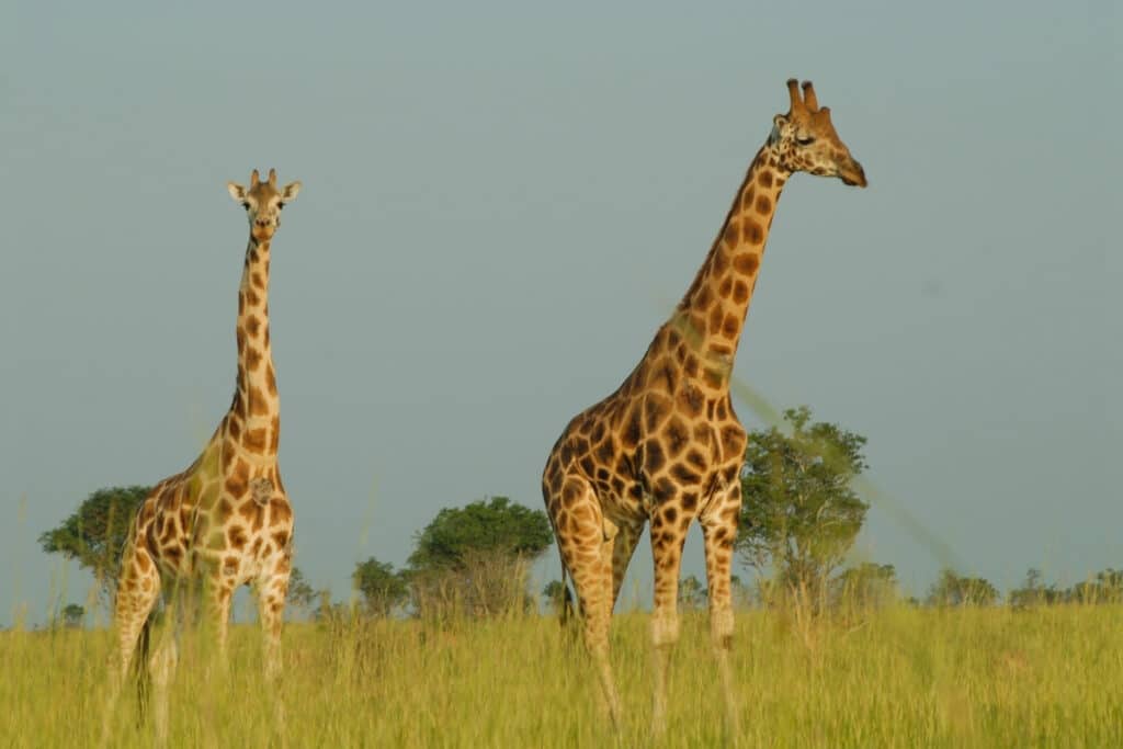 girafas