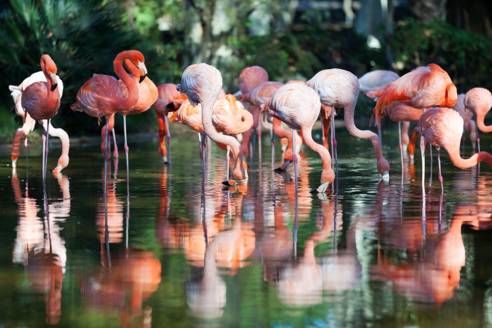 flamingos