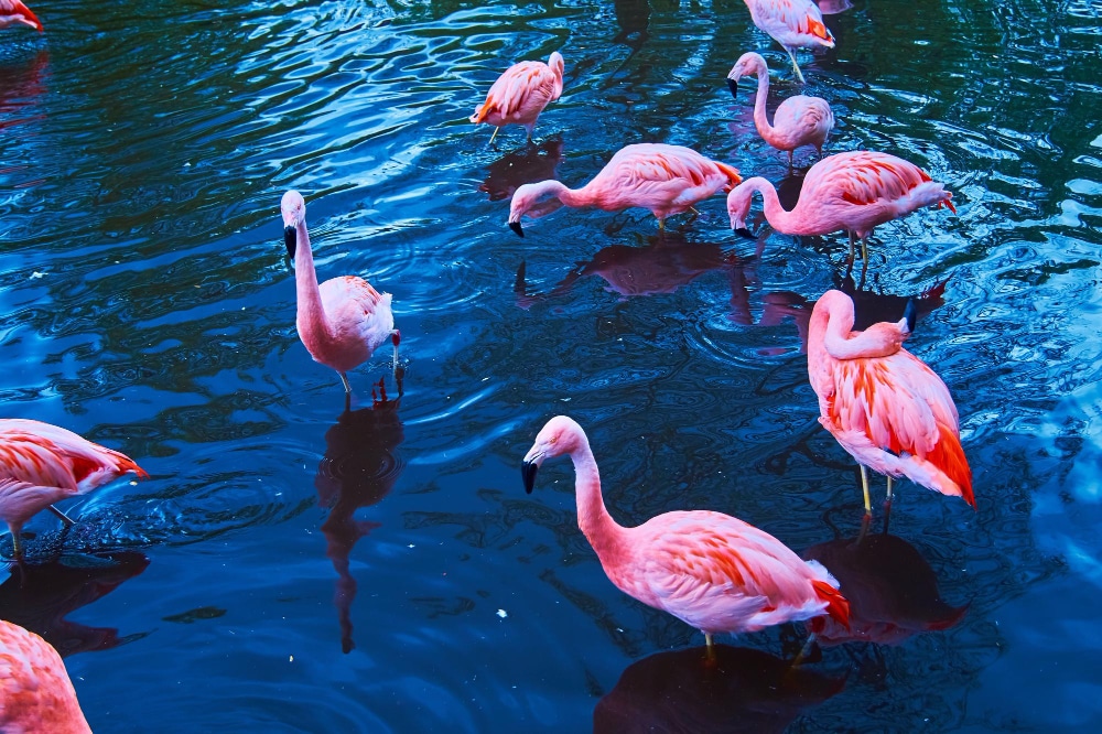 flamingos