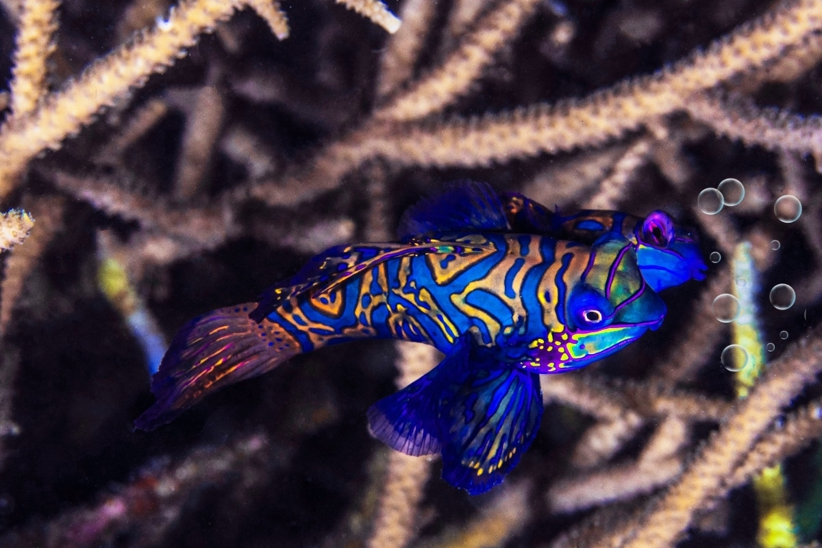 Ilhas brasileiras são lar de peixes exclusivos que não existem em nenhum outro lugar do mundo