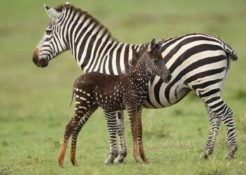 zebra