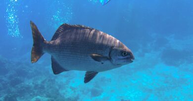 Peixes bebem água? Saiba como funciona a hidratação desses animais Peixes