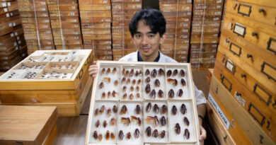 Cientista das Filipinas descobre 15 espécies de baratas Rei das baratas